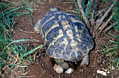 Hermann's tortoise laying eggs