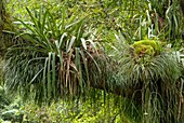 Epiphytic bromeliads