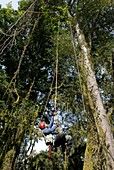 Tree climbing