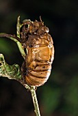 Metamorphosing cicada