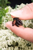 Blow-fly pupae