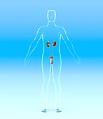 Male urinary system,artwork