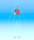 Respiratory system,artwork