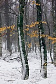 Beech wood (Fagus sylvatica) in snow