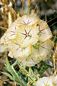 Scabiosa seedhead