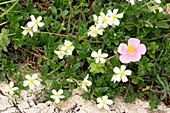 Helianthemum flowers