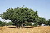 Argan tree,Morocco