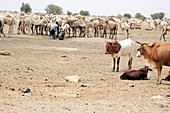 Desert livestock,Mauritania
