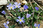 Flax (Linum punctatum)