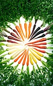 Carrots (Daucus carota)