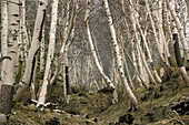 Mount Etna birches (Betula aetnensis)