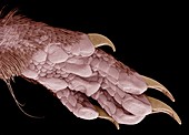 Hindfoot of a common shrew,SEM