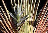 Ravenala madagascariensis fruit