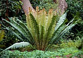 Cycad (Encephalartos sp.)