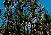 Pandanus palm (Pandanus tectorius)