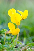 Birdsfoot Trefoil (Lotus corniculatus)