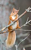 Red squirrel on a branch