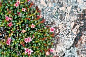 Trailing Azalea (Loiseleuria procumbens)