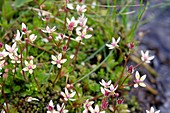 Starry saxifrage (Saxifraga stellaris)