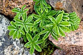 Alpine lady's mantle (Alchemilla alpina)