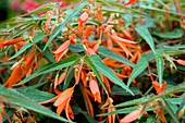 Begonia (Begonia 'Bonfire')