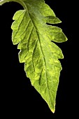 Pepino mosaic virus infected leaf