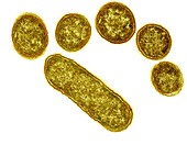 E. coli bacteria,TEM