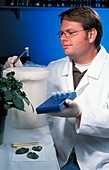 Plant pest resistance research