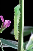 Alfalfa looper moth larva