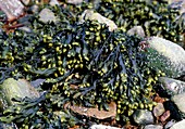Fucus vesiculosus seaweed