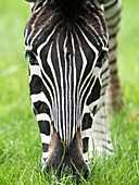 Grevy's zebra