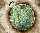Mycoplasma bacteria,TEM