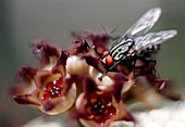 Fly on Pseudolithos flower