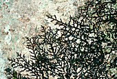 Liverwort (Frunallia dilatata)