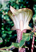 Cobra lily (Arisaema nepenthoides)