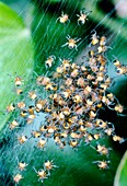 Juvenile European garden spiders