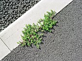 Weeds growing in a pavement