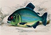 Piranha fish,19th century artwork