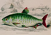 Chalceus fish,19th century artwork