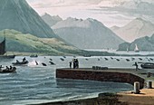 Killer whales in Scotland,1813