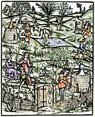 15th century herb garden,artwork