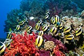 Red Sea bannerfish and soft corals