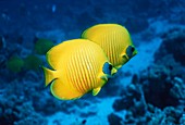 Golden butterflyfish pair