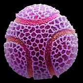 Passion flower pollen,SEM