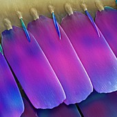 Butterfly wing scales,SEM