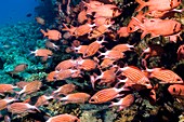 Crown squirrelfish and red soldierfish