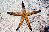 Luzon starfish