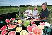 Watermelon cross-breeding research