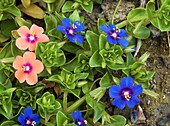 Scarlet pimpernel flowers