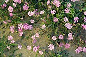 Pink campion flowers (Silene colorata)